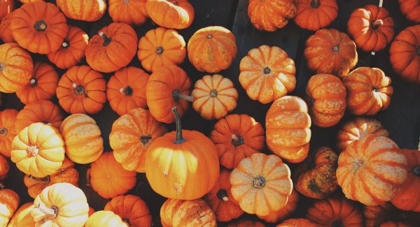 🍂 Fall Activity Guide for Littles