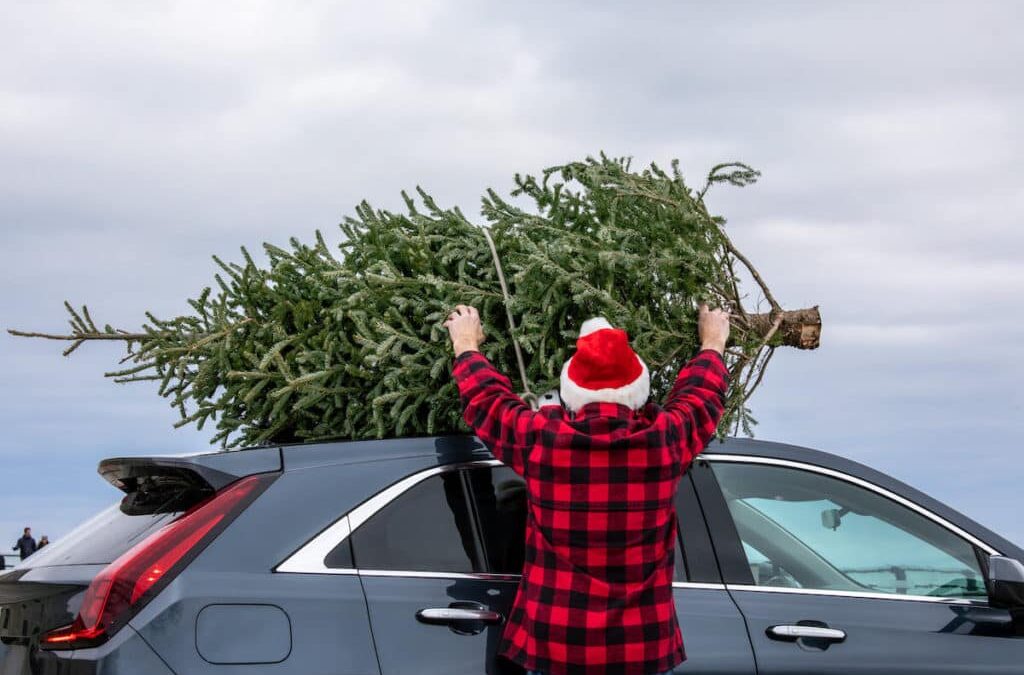 Your 2025 Local Holiday Tree Guide