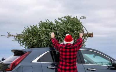 Your 2025 Local Holiday Tree Guide