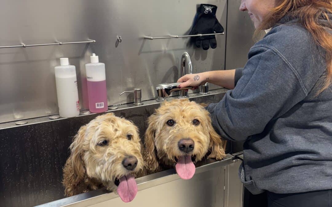 Planning Spring Break or Summer? Don’t forget about your dog!!