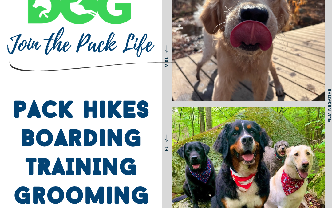 Planning spring break or summer travel? Don’t forget about the dog!