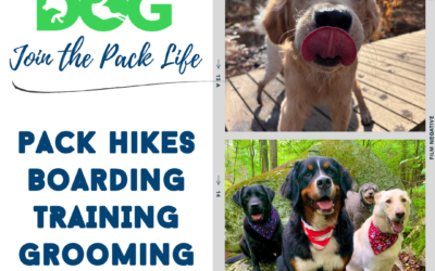Planning spring break or summer travel? Don’t forget about the dog!