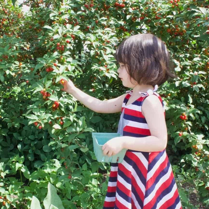 A girl picking berries in a garden with lush green foliage and red berries, summer scene.