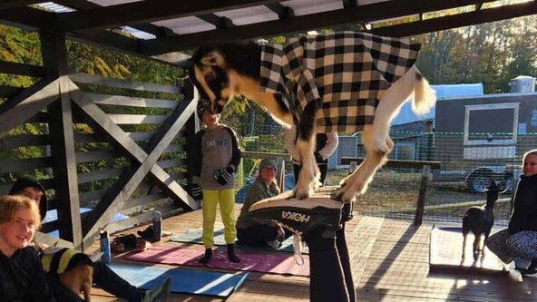 Goat balancing on a platform at Ocean City Moms outdoor event with children and dogs nearby.