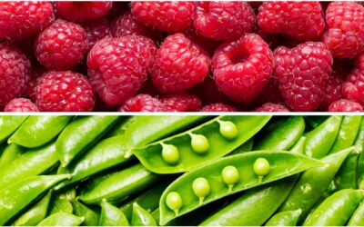 Michigan Cyclospora Outbreak: Where to Find More Information