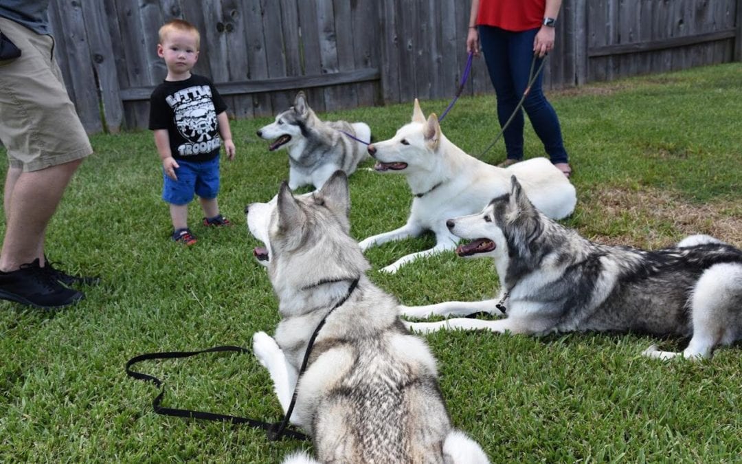 Saturday Business Feature: Canine Initiative Training