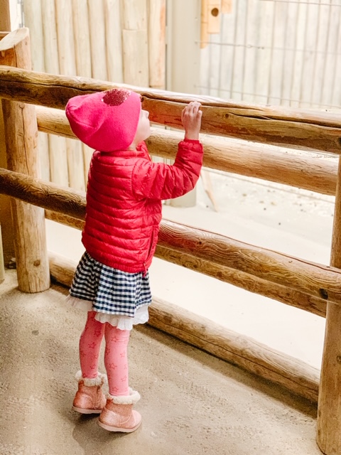 Winter Time at The Brookfield Zoo