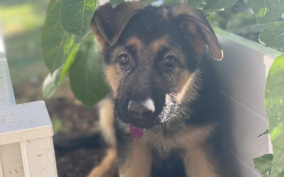Puppy Pandemic