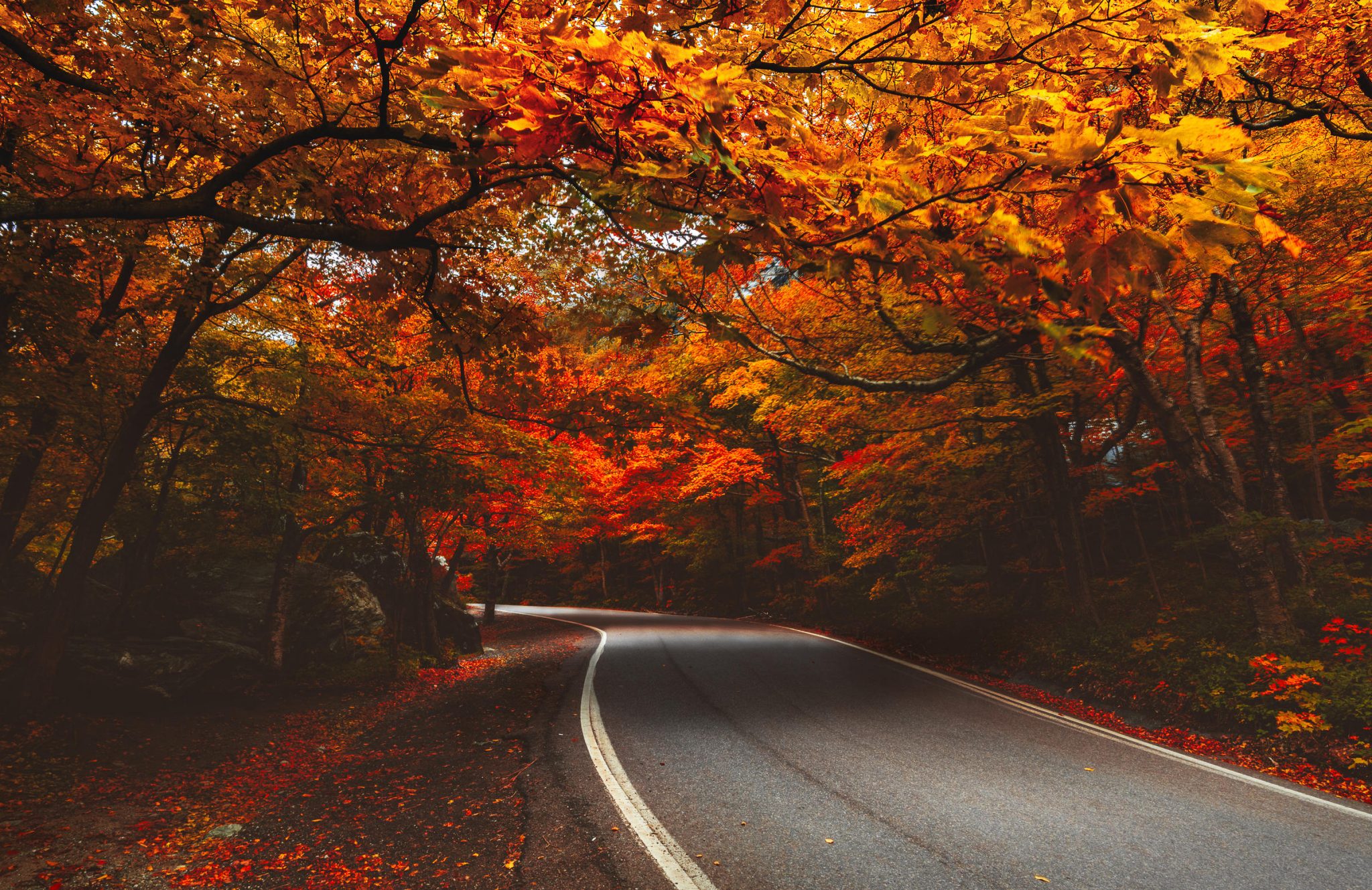 Curved road winds through tree canopy of red and orange leaves in Autumn outside of Stowe Vermont