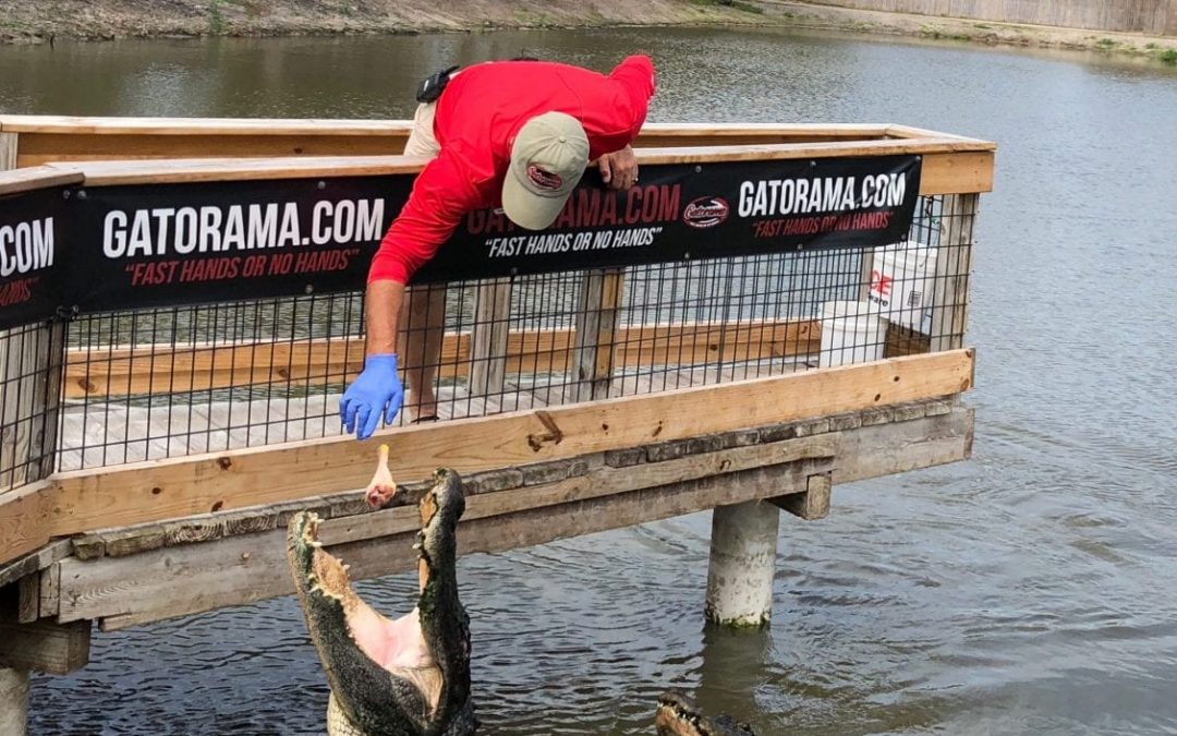 Gatorama and the Everglades
