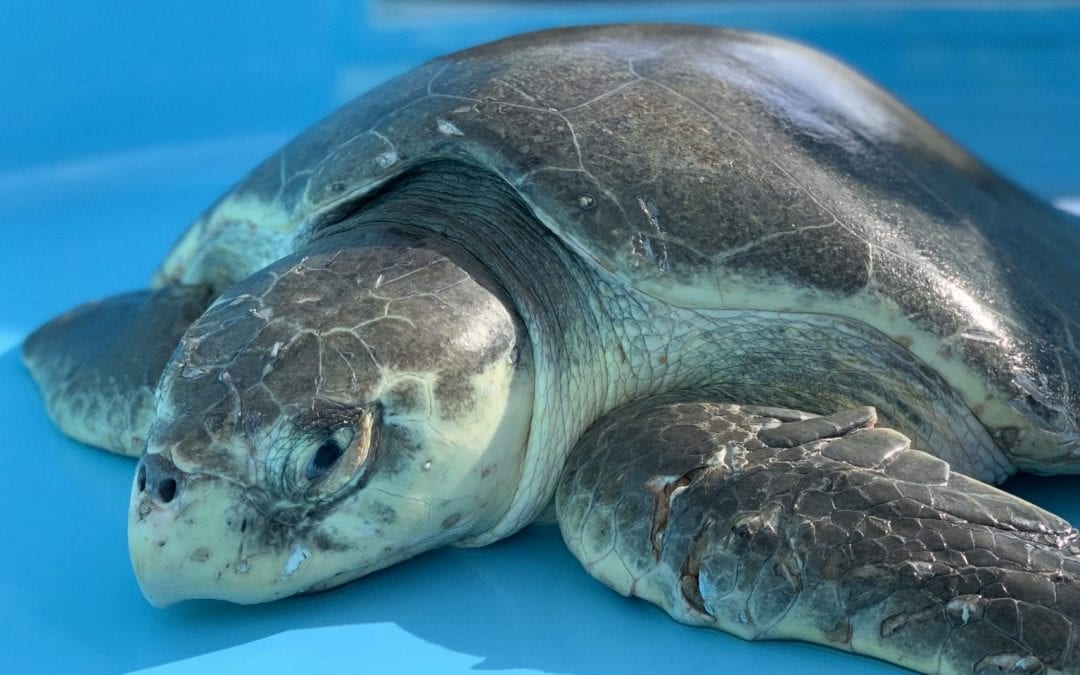 Get to know – Loggerhead Marinelife Center