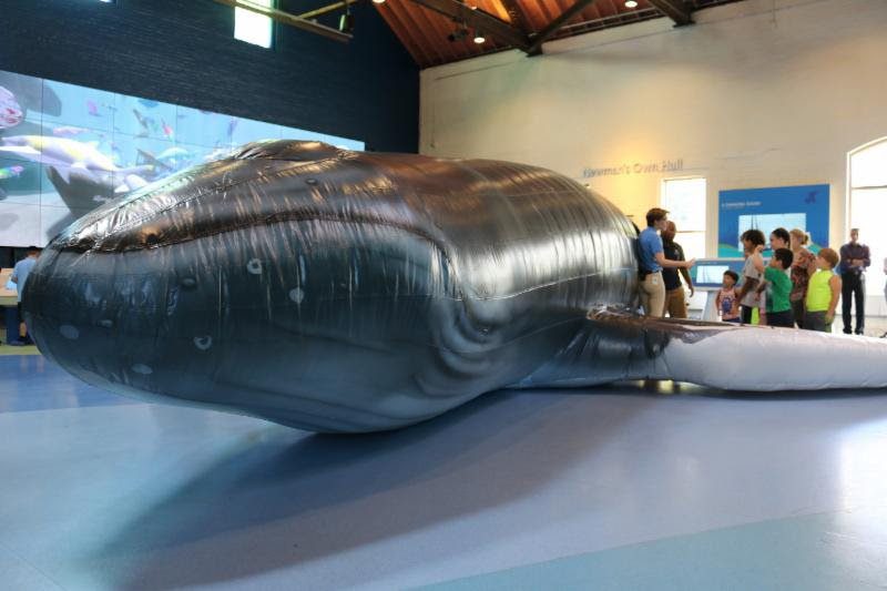 Giant Walk-In Whale at Maritime Aquarium