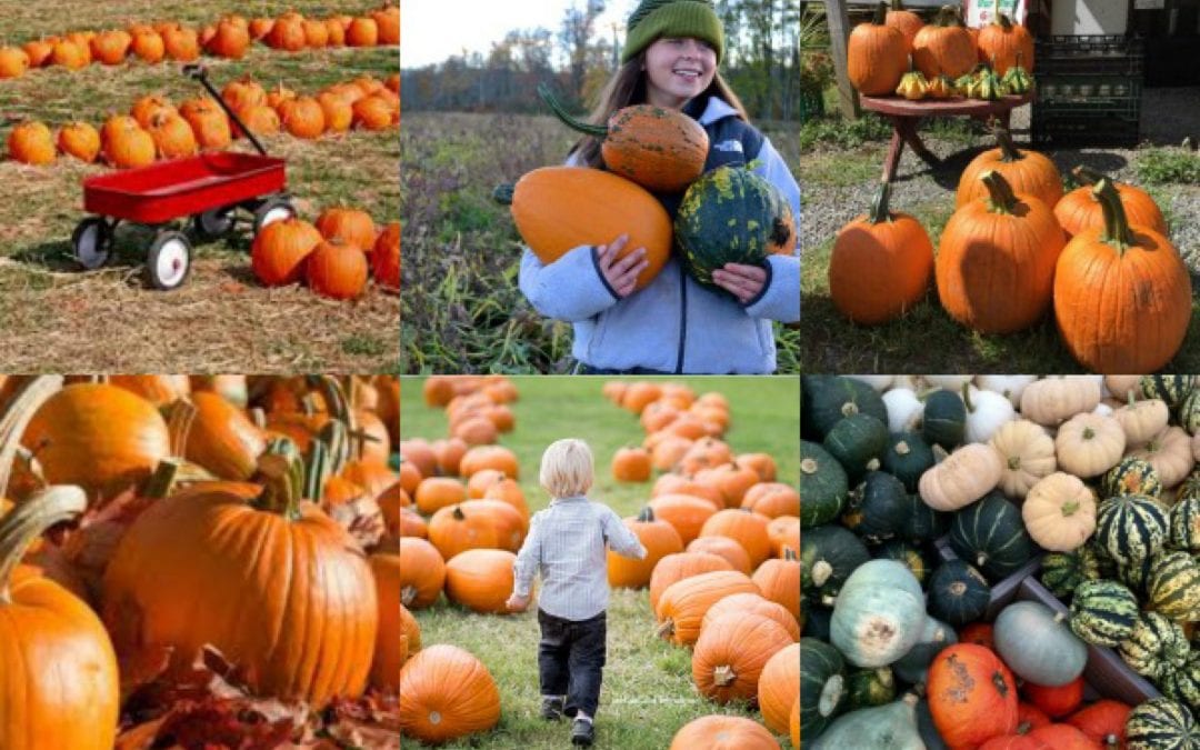 14 Farms For Pick-Your-Own Pumpkins in CT, courtesy of CT Bites