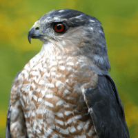 Hawk Flying demo with Falconer Christine Peyreigne