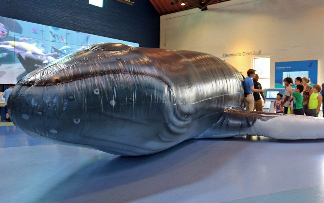 Walk in a Life-Sized Inflatable Humpback Whale at the Maritime Aquarium