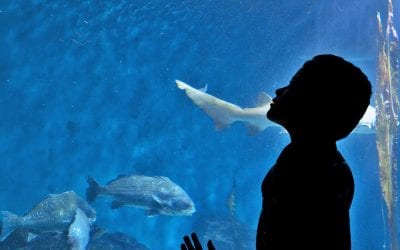 April 1st: Sensory Friendly Morning at Maritime Aquarium