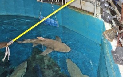 April Break at The Maritime Aquarium & "Feeding Time" Program