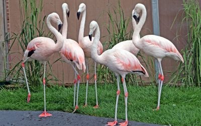 “FLAMBOYANCE” OF FLAMINGOS @ Maritime Aquarium