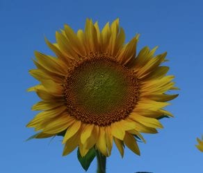 Sunflowers for Wishes