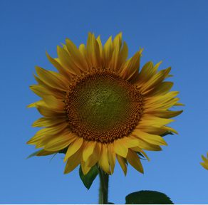 Sunflowers for Wishes