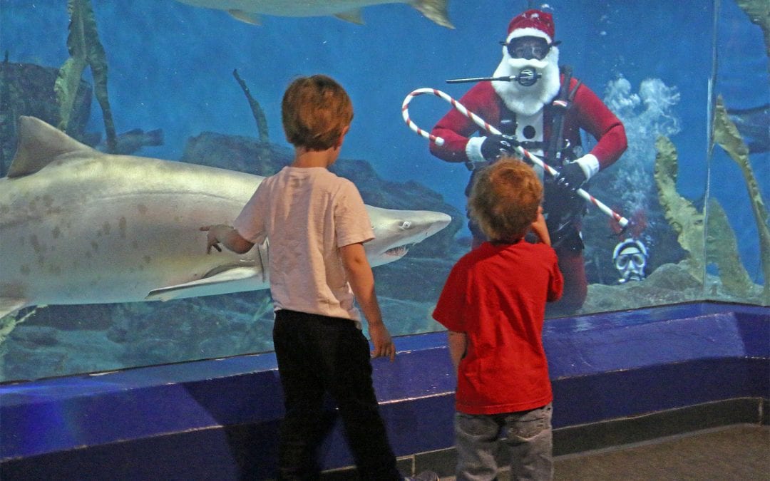 December Brings “Shark-Diving Santa,” A Santa Village, IMAX® Movies “The Polar Express” and “The Last Jedi,” & MORE to the Maritime Aquarium