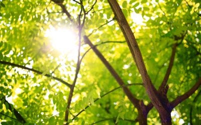 Erratic weather patterns from the past 6 months could take a toll on your property’s trees