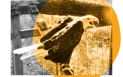 Birds of Prey with the NC Nature Center @ NC Library