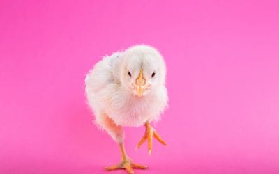 Search NO Further for All Local Easter Events. Hoppy Easter!