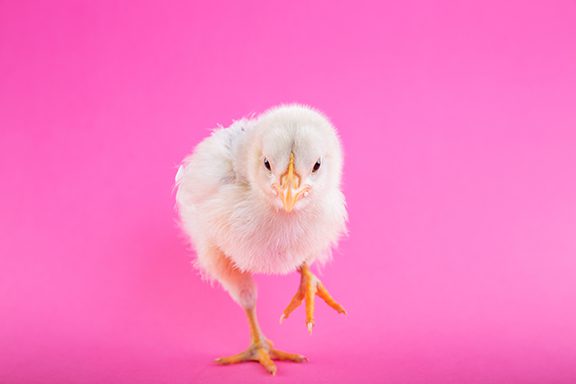Search NO Further for All Local Easter Events. Hoppy Easter!