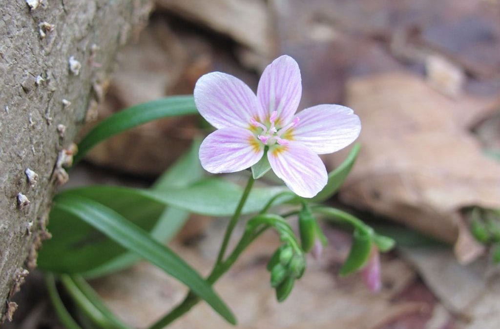 Spring Peepers Night Hike @ New Canaan Nature Center