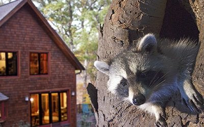 Discover the Amazing Nature Right Outside Your Own Home