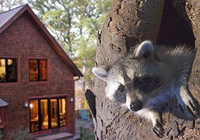 Discover the Amazing Nature Right Outside Your Own Home