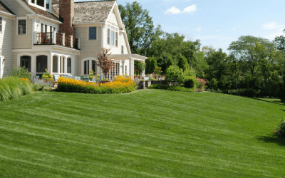 Does your lawn need some TLC?