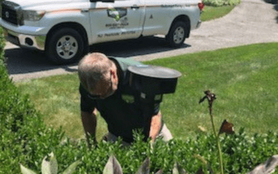 How to Discourage Deer from Eating Your Plants