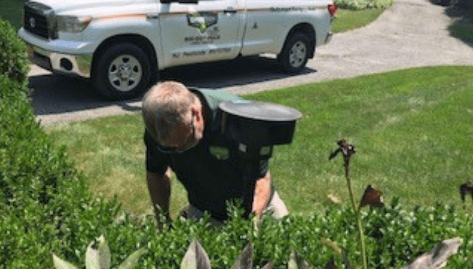 How to Discourage Deer from Eating Your Plants