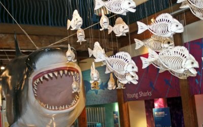 Aqua-Scarium @ The Maritime Aquarium Norwalk