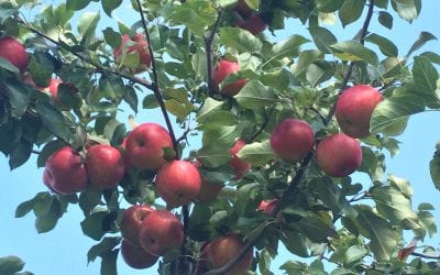 The Ultimate Apple Picking Guide