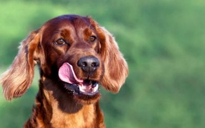 New Canaan Land Trust’s Dogs of New Canaan