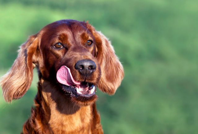 New Canaan Land Trust’s Dogs of New Canaan