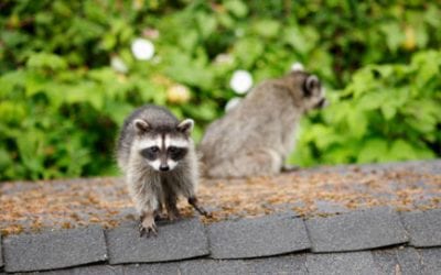 Animals That Can Ruin your Roof (and What to Do About Them)