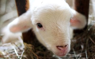 Local Farm Guide