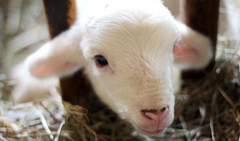 Local Farm Guide