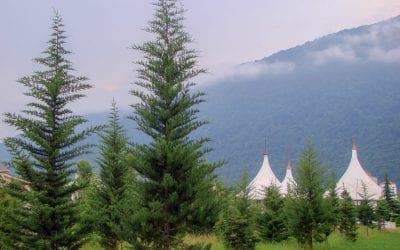 Where To Cut Down Your Christmas Tree