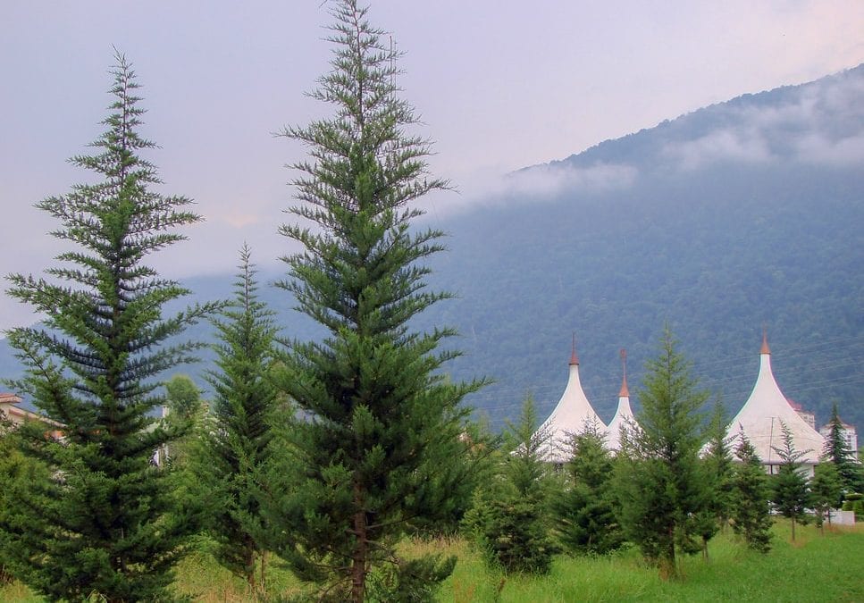Where To Cut Down Your Christmas Tree