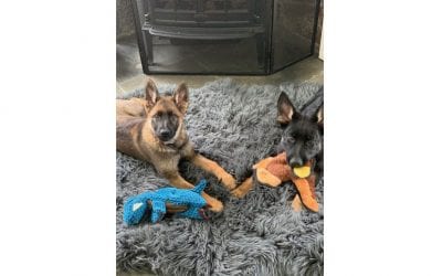 Puppy Pandemic: Families Who Recently Added Furry Friends