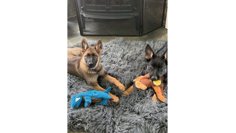 Puppy Pandemic: Families Who Recently Added Furry Friends