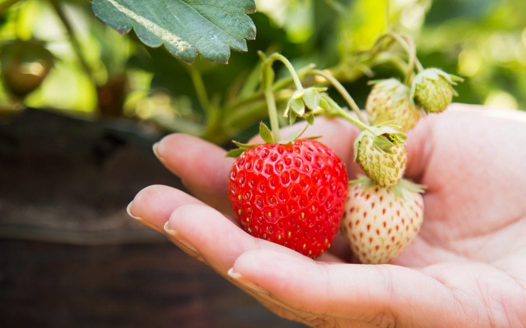 Where To Go Strawberry Picking This Year!