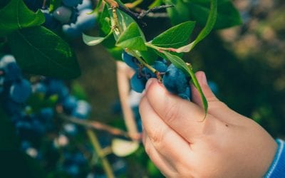Local Farms for Blueberry Picking!