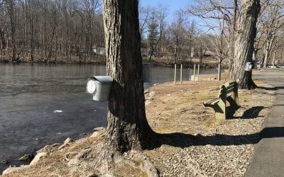 2021 Maple Sugar Season Events!