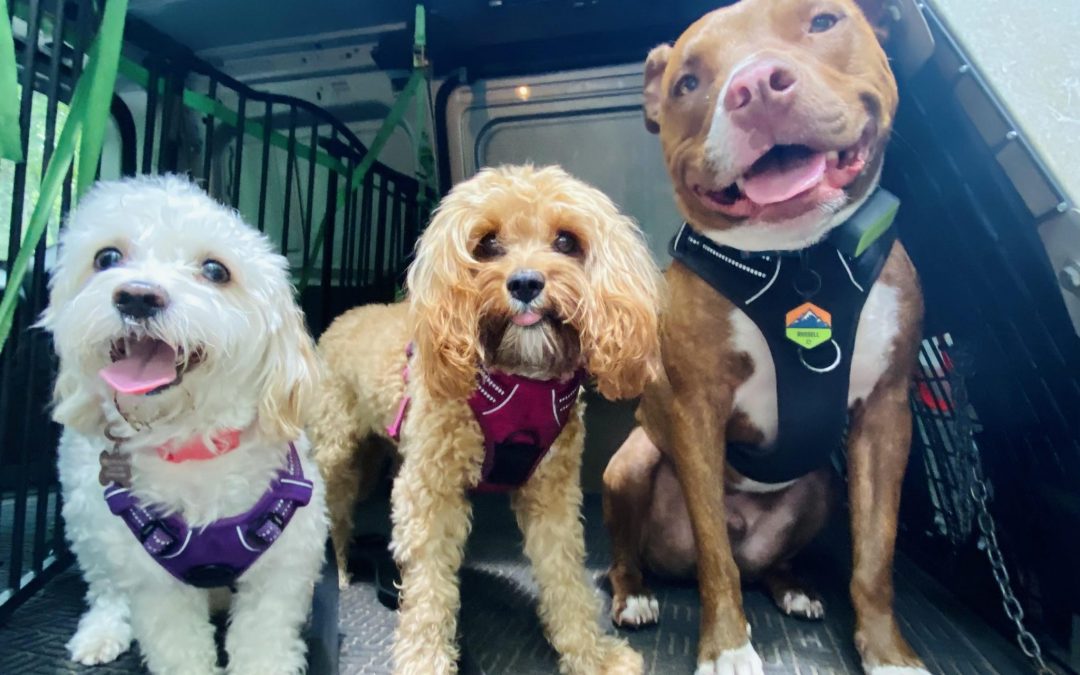 Dog Body Language: ActiveDog